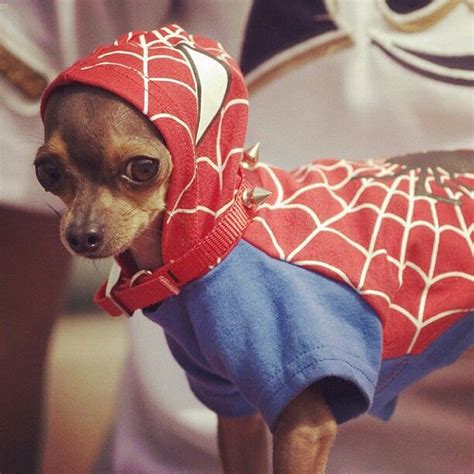 dog in halloween spider costume|chihuahua spider costume.